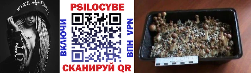 Псилоцибиновые грибы GOLDEN TEACHER  Калининск 